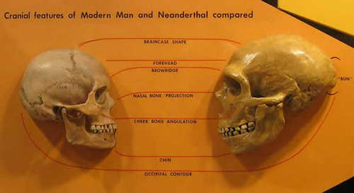 Сравнение черепов неандертальца и кроманьонца