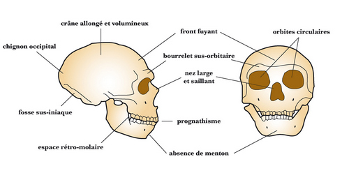 Особенности строения черепа неандертальца