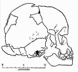 Череп младенца неандертальца из Пеш де лАзе
