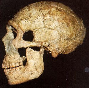 Череп неандертальца из Ла-Ферраси