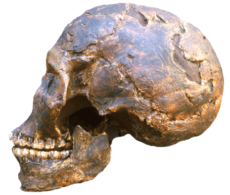 Кафзех IX – череп из Израиля