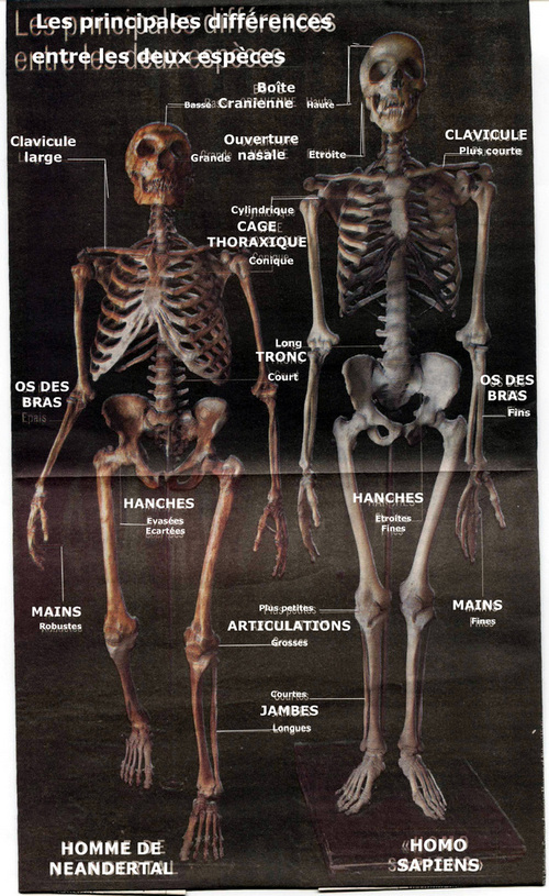 Сравнение скелетов сапиенса и неандертальца